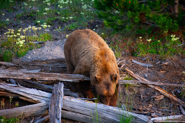 Wall Mural - Closeup of a grizzly bear in a forest covered in wildflowers in the daylight