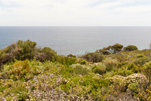 Beautiful Landscape Of Flowers And Plants On The Edge Of A Cliff Facing The Sea