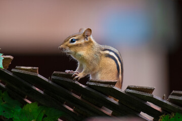 Sticker - Selective focus shot of a cute squirrel