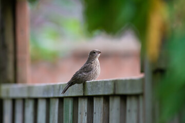 Sticker - Selective focus shot of a small bird