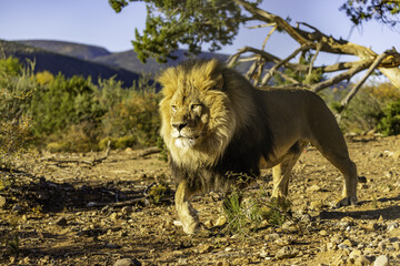 Poster - Closeup of a big lion