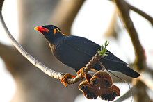 Myna Birds Common And Great