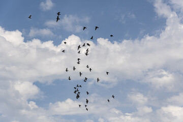 Sticker - Black silhouettes of wild doves fly high against the blue cloudy summer sky.