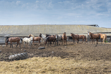 Wall Mural - Rural summer landscape with herd of horses under open sky against of old stables and blue sky.