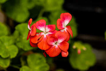 Sticker - Flower in my home garden on a sunny day. red in my garden