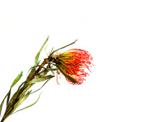 Close Up Of A Single Stem Orange Pincushion Protea Flower (Leucospermum Cordifolium) Isolated On A White Background, Copyspace. South African Bloomer.

