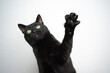 black cat playing raising paw on white background