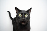 Fototapeta Koty - funny black cat portrait looking shocked