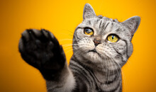Playful British Shorthair Cat Blind With One Injured Eye