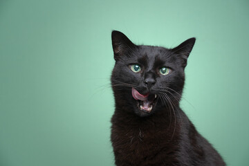 Wall Mural - hungry black cat with mouth open licking lips on green background