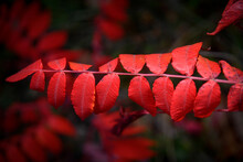 Closeup Of The Beautiful Autumn Foliage. Rhus Typhina, The Staghorn Sumac.