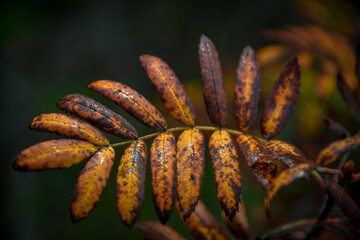 Sticker - Closeup of the beautiful autumn foliage.