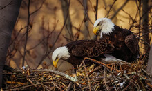 Closeup Shot Of A Couple Of White-headed Eagles In A Nest