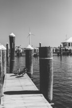 Grayscale Shot Of Mallard Ducks On A Wooden Dock In Crisfield, Maryland
