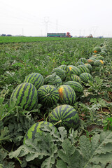 Poster - farmers harvest watermelon in the fields, China