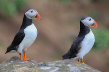 Closeup Shot Of A Puffin Comp Birds Standing On A Rock With Blurred Background