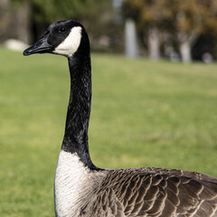 Poster - Close-up shot of a lovely cute Canada goose perched on a grassy groin the park on a sunny day