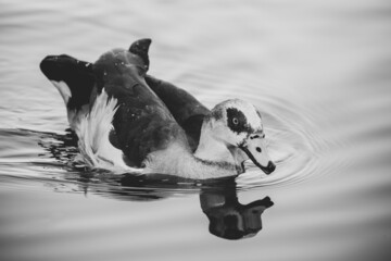 Poster - Grayscale shot of a lovely Egyptian goose swimming in the lake