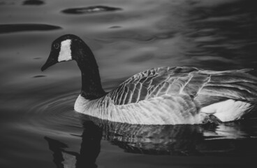 Poster - Grayscale shot of a lovely cute Canada goose swimming in the lake