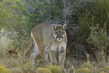 Poster - Of a mountain lion