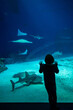© Per - silhouette of a child fascinated by fish and marine life in the Blå planet aquarium
