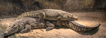 African Nile Crocodiles Resting, Crocodylus Niloticus Species Native In Africa.