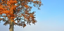 Lonely Mighty Oak Tree With Colorful Green, Yellow, Orange And Red Leaves Close-up. Autumn Landscape. Panoramic Image, Copy Space