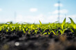 © Volodymyr_sh - Corn is growing on a farmland in a summer.