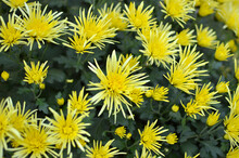 Various Types Of Blooming Yellow Chrysanthemums Growing In The Garden