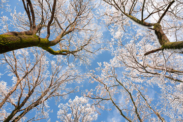 Wall Mural - Bottom view on a f winter snowy trees in the blue sky. Frosty branches with hoarfrost twigs in a sunny day. Landscape photography