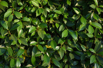 Wall Mural - green korean banyan leaf background