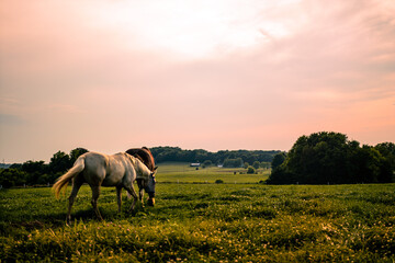 Wall Mural - Beautiful shot of horses grazing on a meadow at sunset