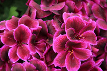 Closeup Shot Of Blooming Pink Geranium Flowers