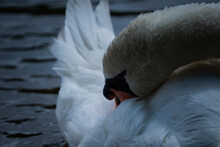 Closeup Shot Of A White Graceful Swan Preening Its Feathers
