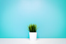 Green Plant In A White Pot Against The Background Of A Turquoise Wall. Copyspace. Interior Background. Minimalism