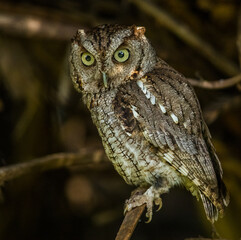 Wall Mural - Screech owl perched on a tree branch