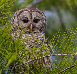 Wall Mural - Barred owlet perched on a tree branch