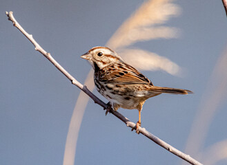 Canvas Print - Closeup shot of a small bird perched on a tree branch