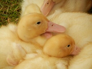 Wall Mural - beautiful fluffy yellow ducklings huddled together