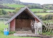 beautiful donkeys sheltering in the stable