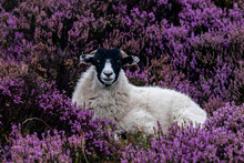 Black And White Sheep Sitting In Heather Flowers, Beautiful Scenery With Sheep In Purple Heather Bushes On Hillside In Peak District National Park