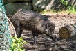The Visayan warty pig, Sus cebifrons is a critically endangered pig
