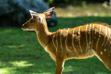 Baby Nyala Antelope - Tragelaphus Angasii. Wild Life Animal.