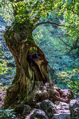 Sticker - Vertical shot of an old massive tree in the forest with beautiful greenery in the background