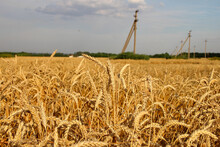 Ears Of Ripe Wheat On The Background Of A Field, Sky And Electric Pillars, Close-up