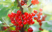 Red Currants On A Bush On A Sunny Day.