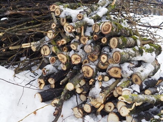 Poster - pile of firewood