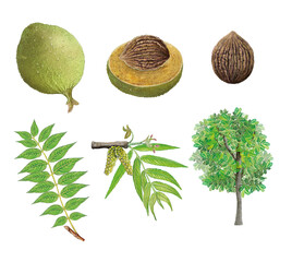 realistic botanic watercolor hand drawn illustration of black walnut (junglans nigra) with tree, lea