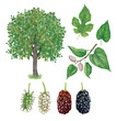 botanic realistic hand drawn illustration of White mulberry (Morus alba) with tree, leaves a branch whit berries and berries  in different stages of ripeness