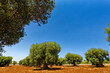 Olivenhain mit mehreren alten Olivenbäumen